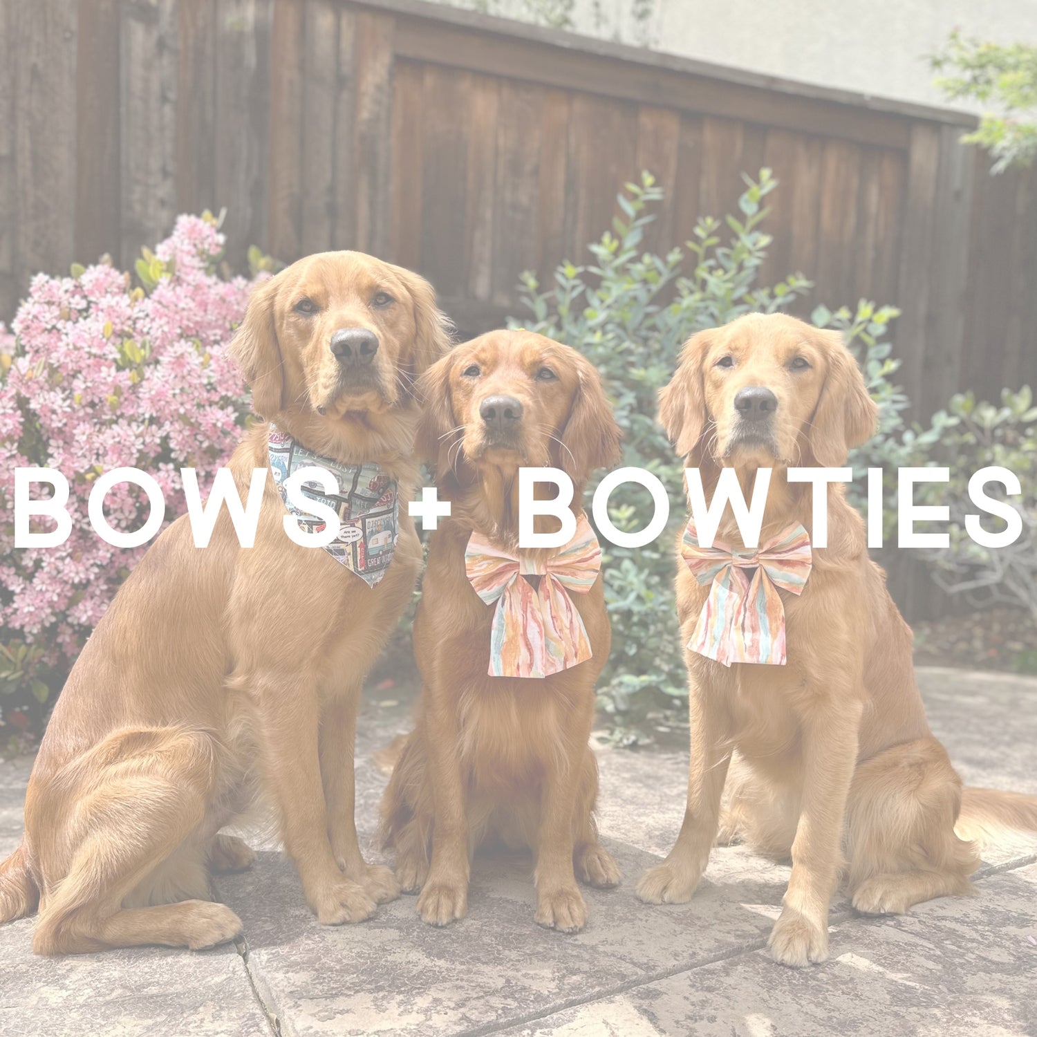 Bows & Bowties