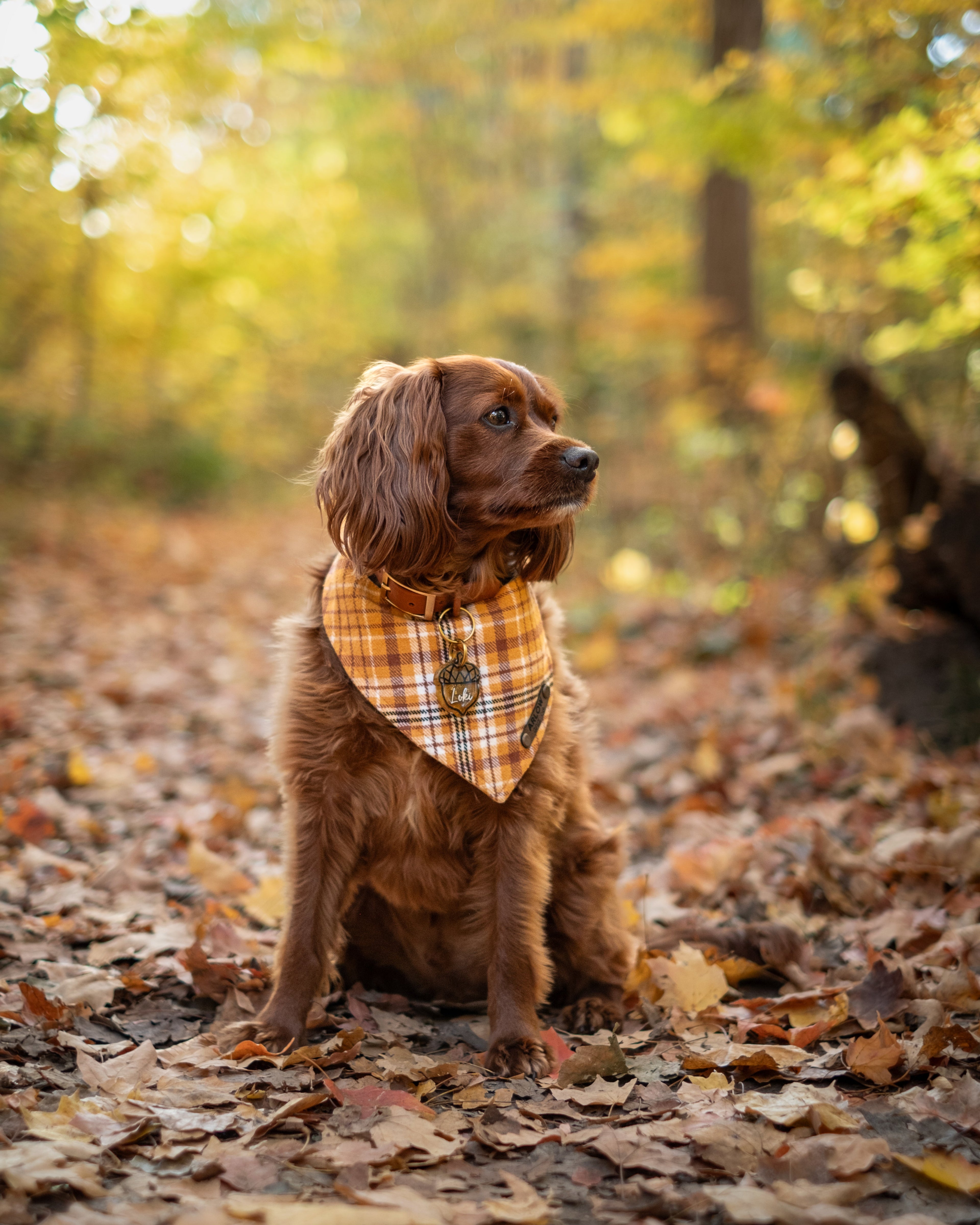 Autumn Prints