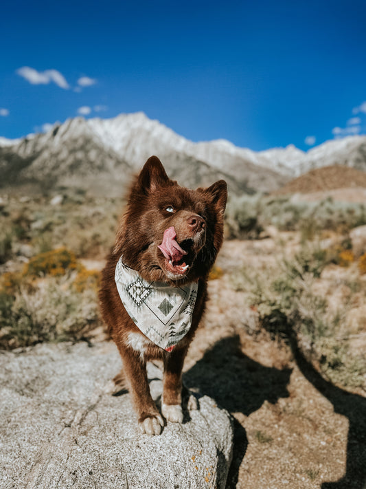 Mateo | Bandana