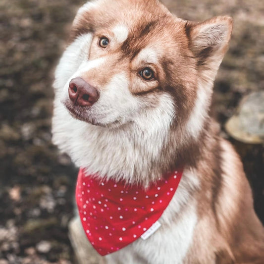 Love | Bandana