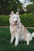 Gemma