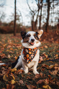 Autumn Foliage