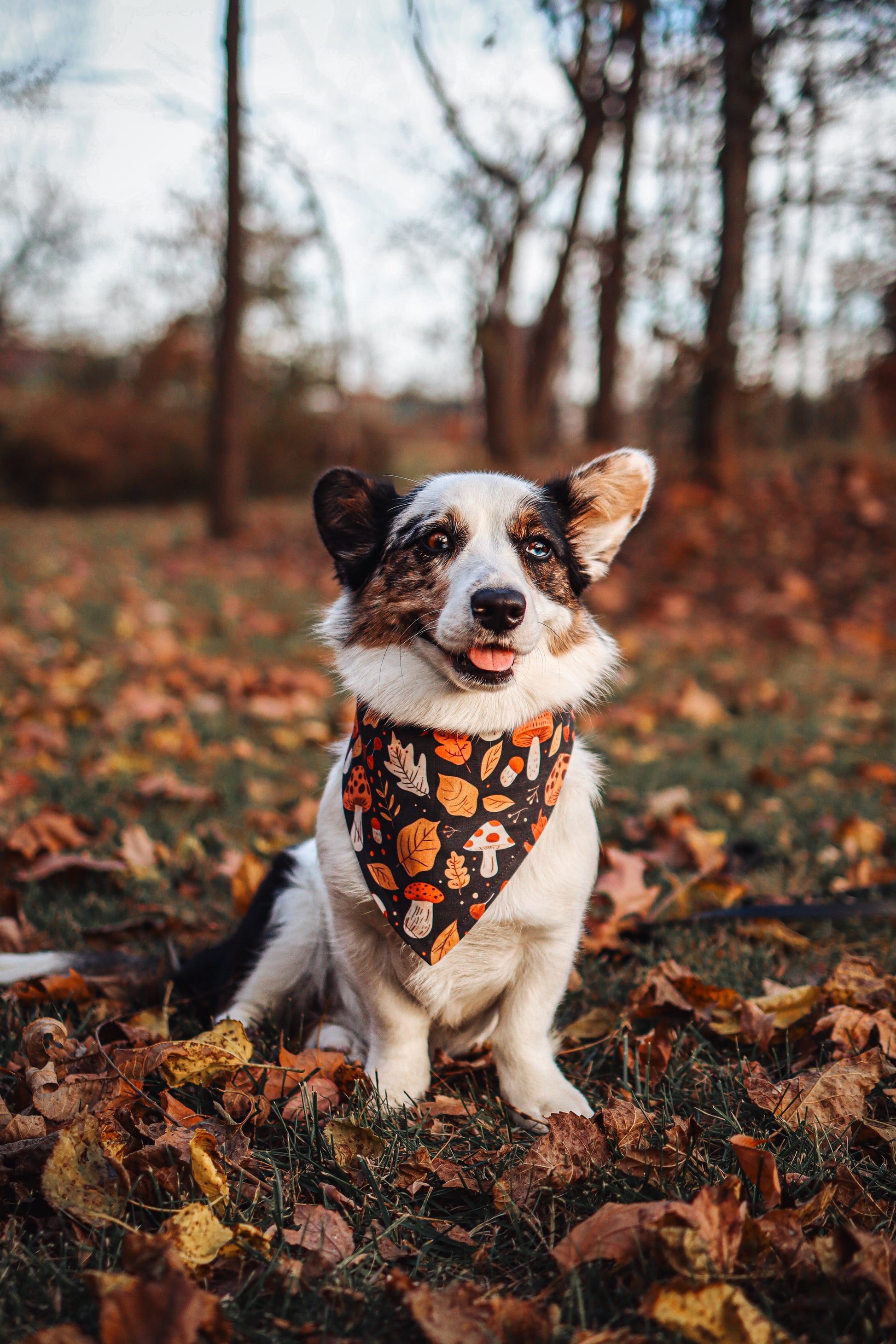 Autumn Foliage