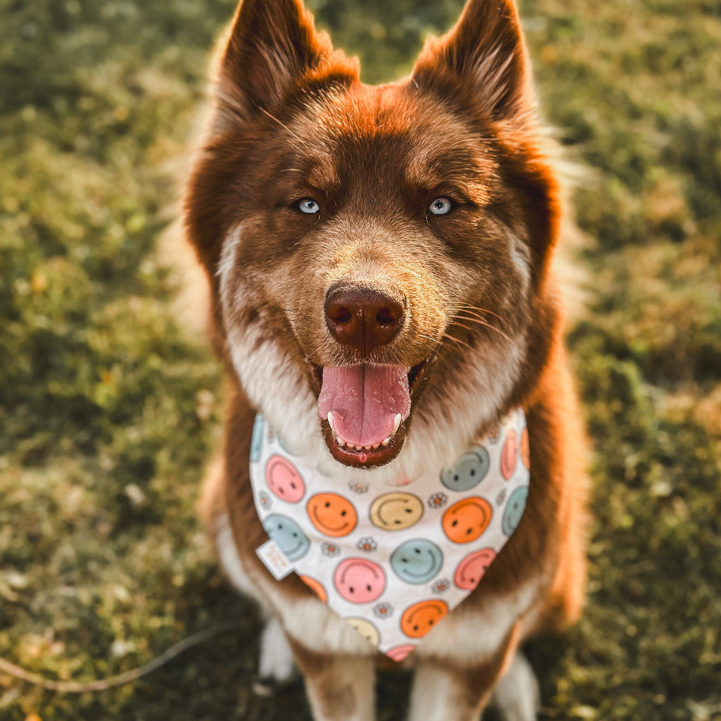 Ditsy Daisy