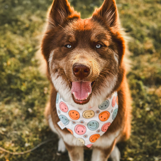 Reversible Ditsy Daisy | Bandana