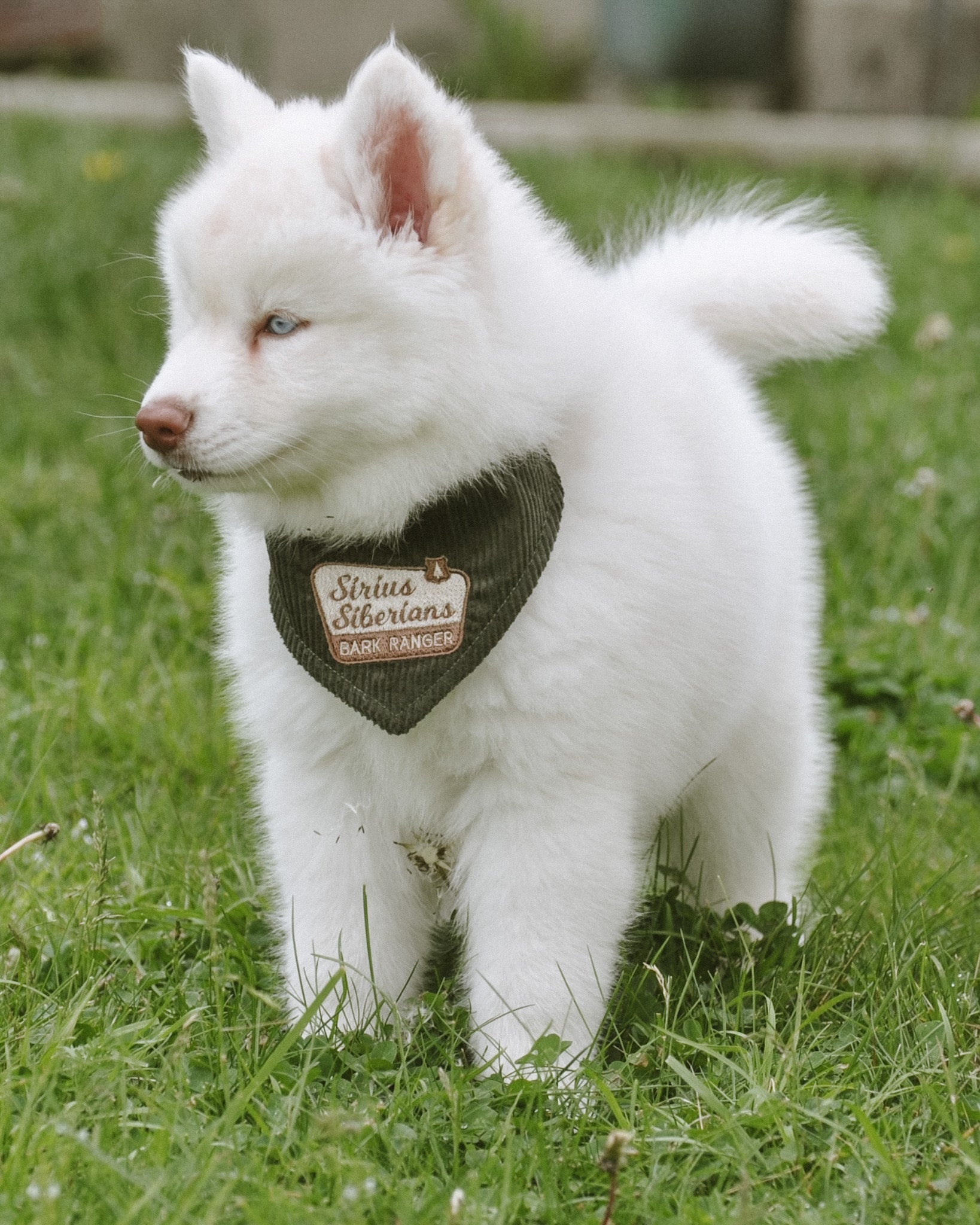 Bark Ranger Embroidered Corduroy Bandana | National Park Embroidered Pet Bandanas for Dogs & Cats