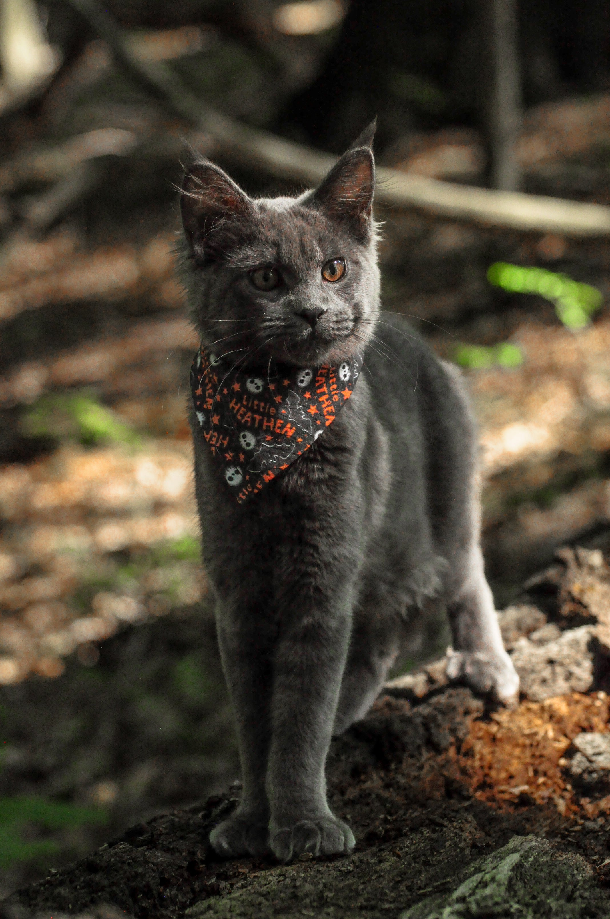 Little Heathen Bandana | Cotton Seasonal Halloween Pet Bandanas for Dogs & Cat