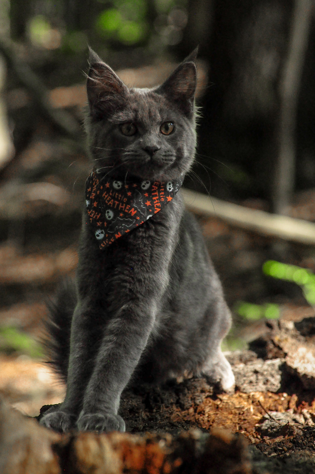 Little Heathen Bandana | Cotton Seasonal Halloween Pet Bandanas for Dogs & Cat