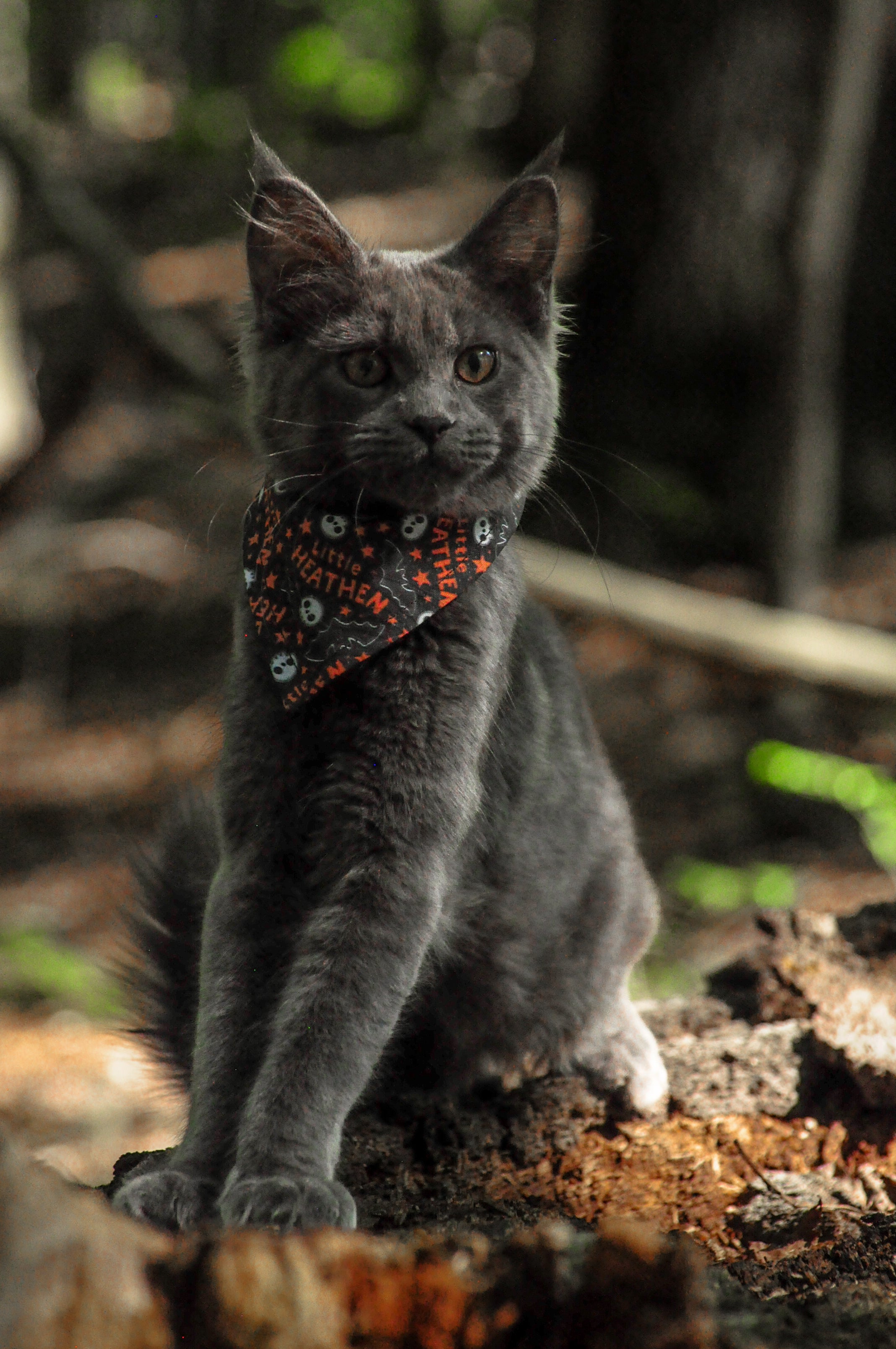 Little Heathen Bandana | Cotton Seasonal Halloween Pet Bandanas for Dogs & Cat