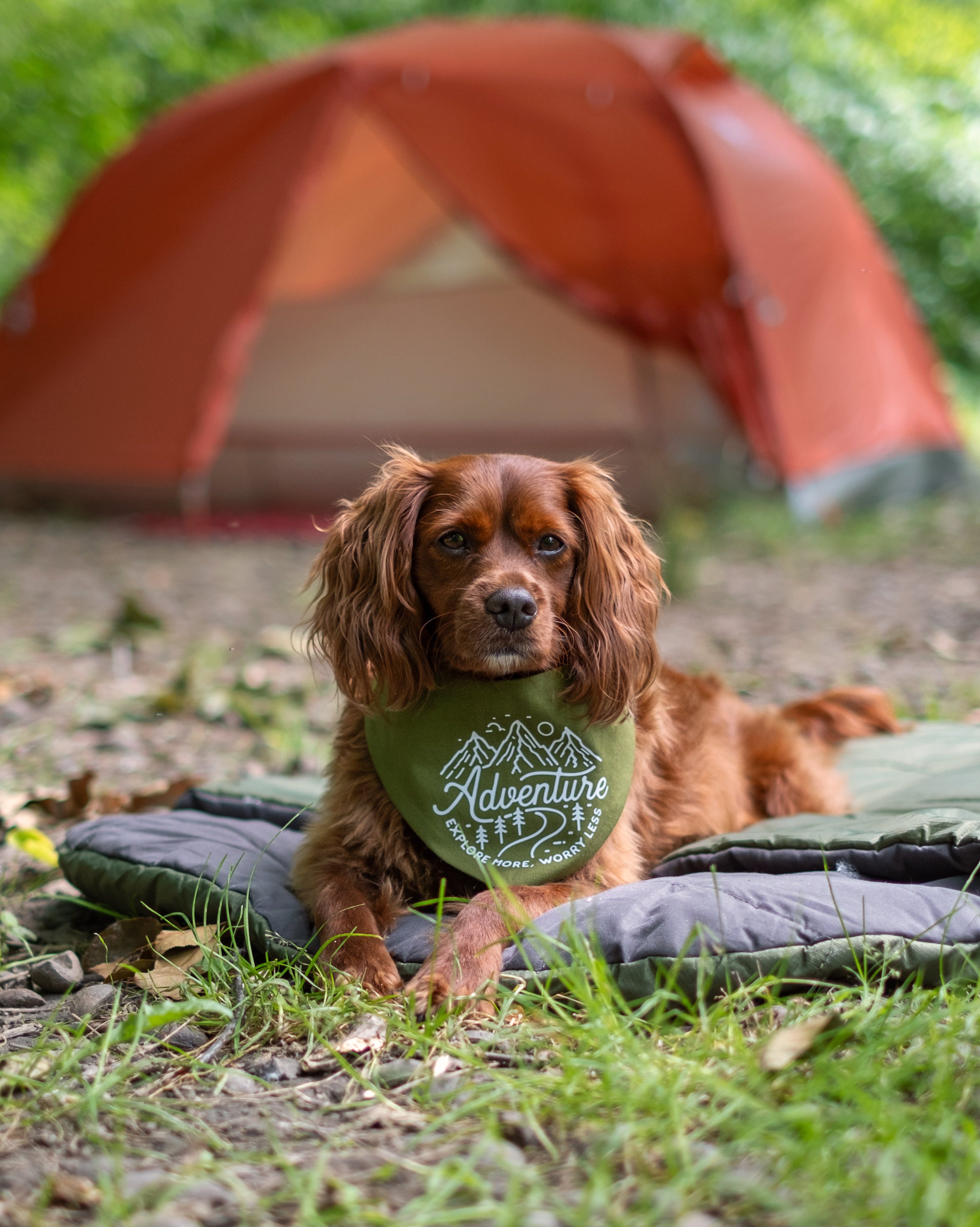 Dog wearing a bandana with 'Adventure' text in front of a camping tent in a forest.