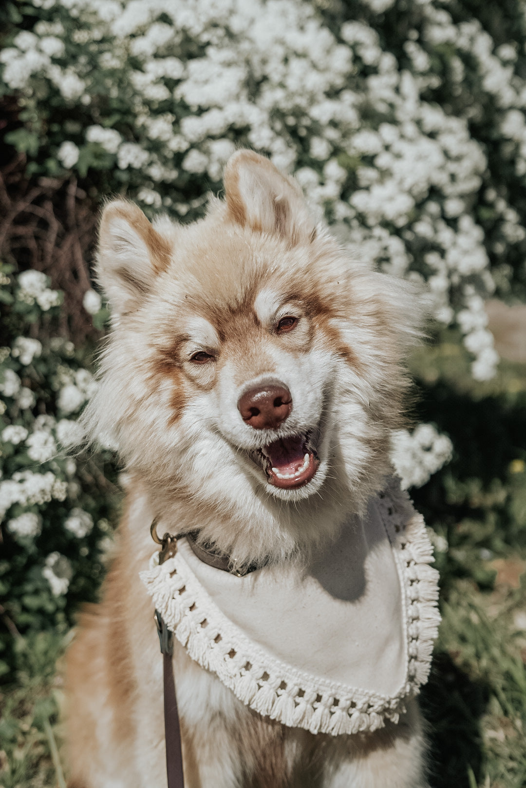 Modern Ivory | Bandana