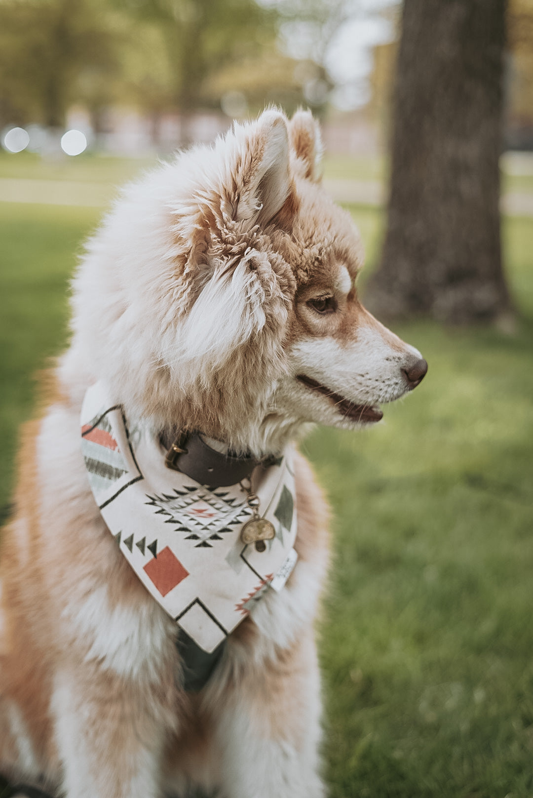 Mateo | Bandana